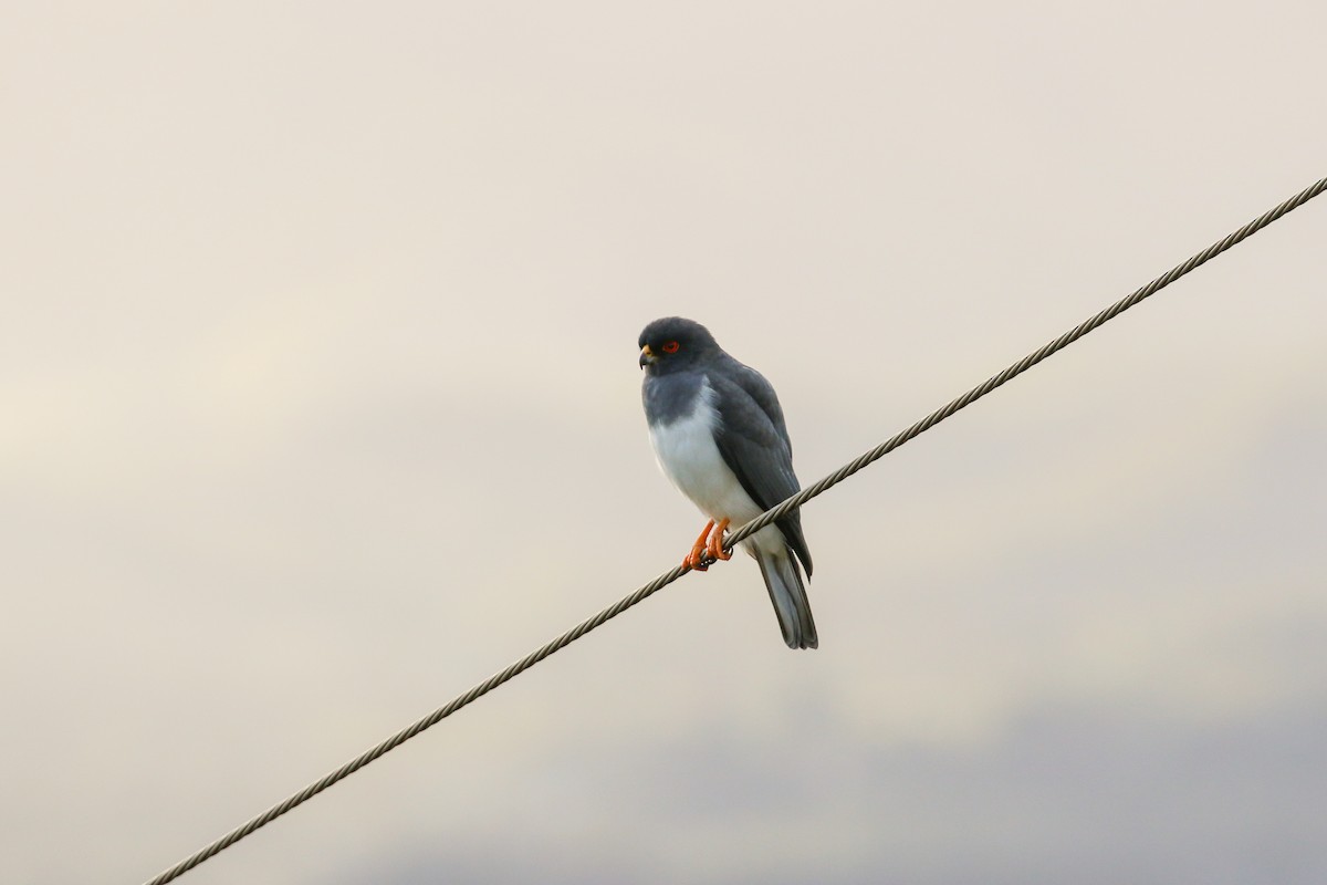 New Caledonian Goshawk - Tommy Pedersen