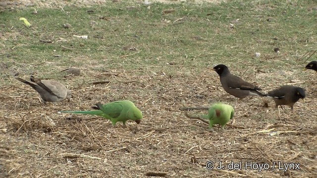 Rose-ringed Parakeet - ML201338741