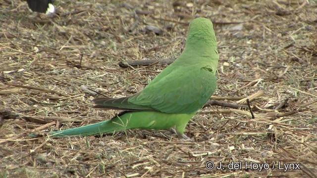 Yeşil Papağan - ML201338761