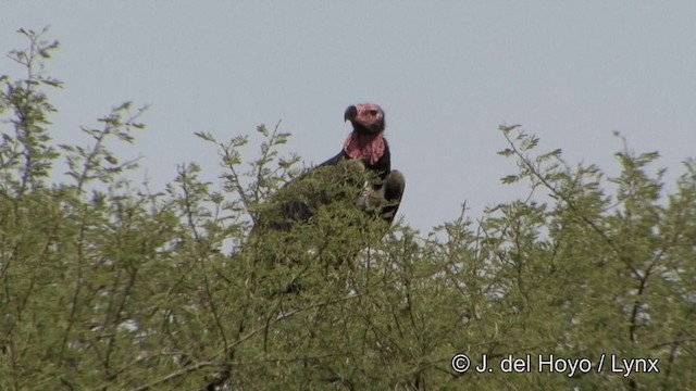 Buitre Cabecirrojo - ML201338781