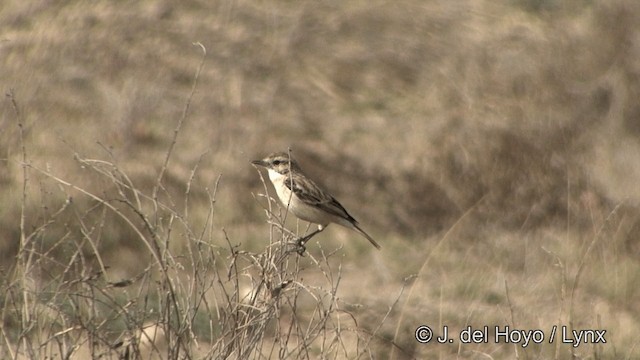 ørkenbuskskvett - ML201338811