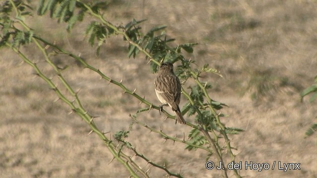 ørkenbuskskvett - ML201338821