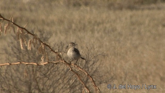 ørkenbuskskvett - ML201338831