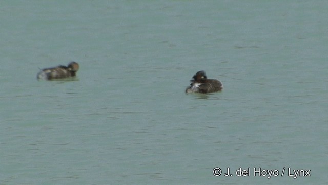 Little Grebe (Little) - ML201338851