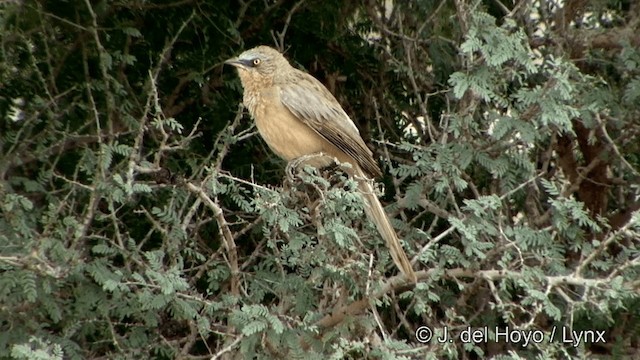 Large Gray Babbler - ML201338861