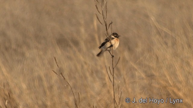 Siberian Stonechat - ML201338871