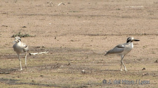 Great Thick-knee - ML201339011