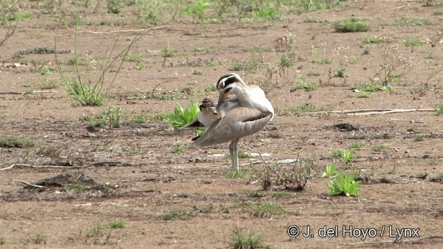 Great Thick-knee - ML201339021