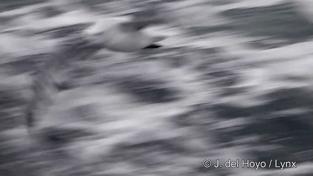 Fulmar argenté - ML201339151