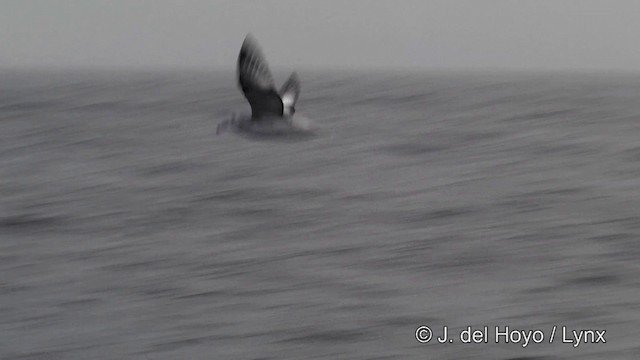 Southern Fulmar - ML201339161