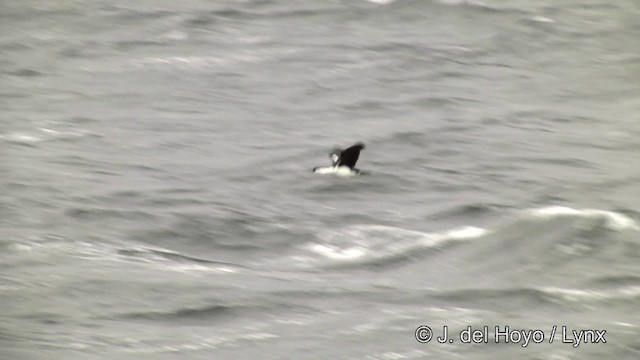 Cormorán Antártico - ML201339211