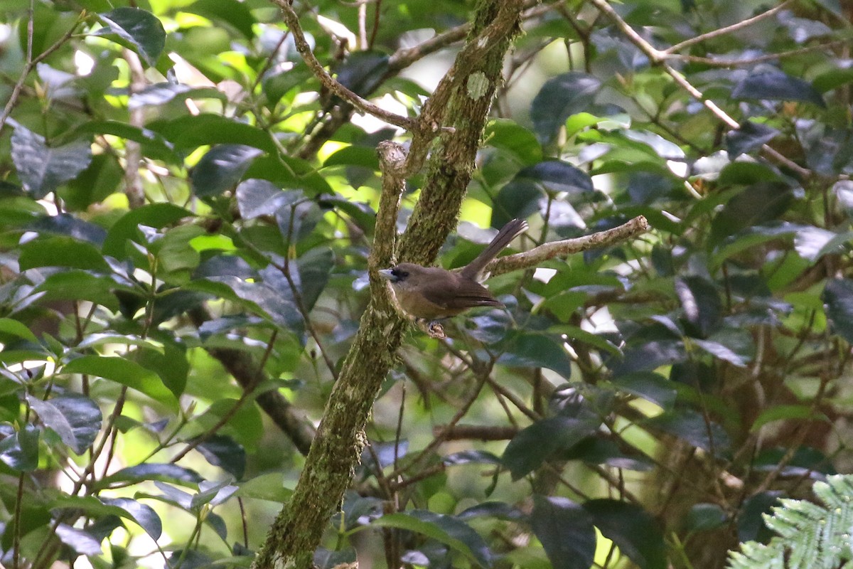 Southern Shrikebill - ML20133931