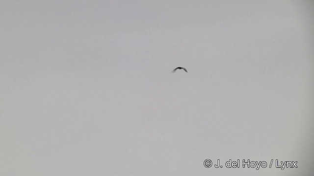 Antarctic Shag - ML201339391