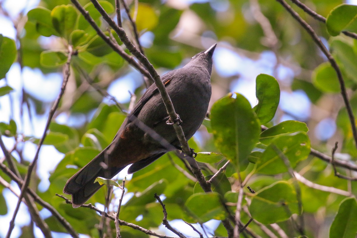 New Caledonian Cuckooshrike - Tommy Pedersen