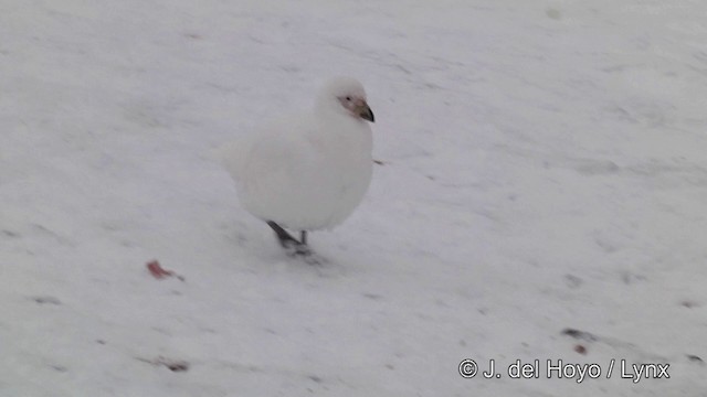 Snowy Sheathbill - ML201339431