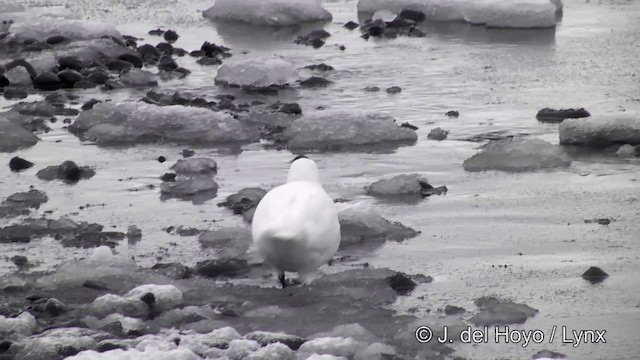 Snowy Sheathbill - ML201339451