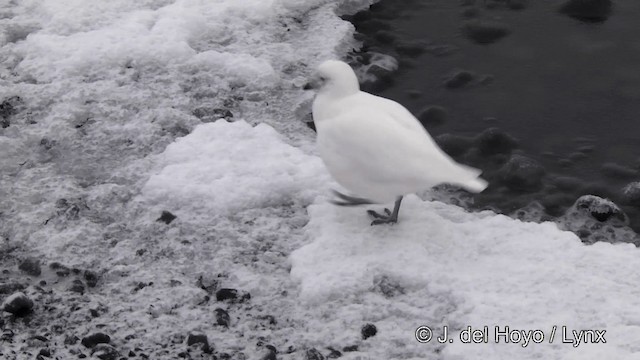 Snowy Sheathbill - ML201339461