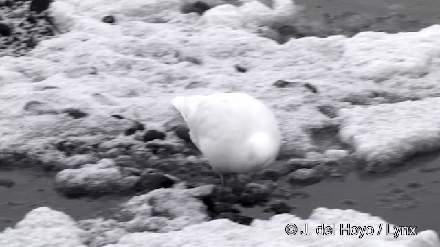 Snowy Sheathbill - ML201339491