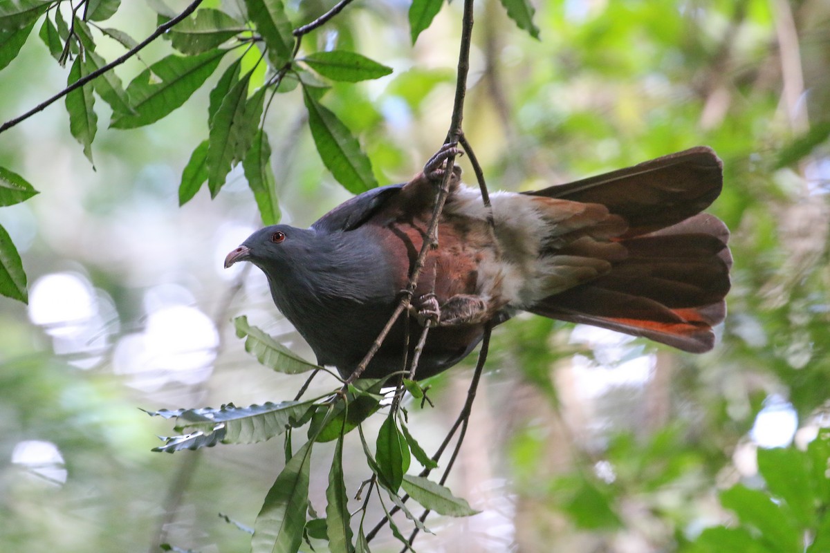 New Caledonian Imperial-Pigeon - Tommy Pedersen