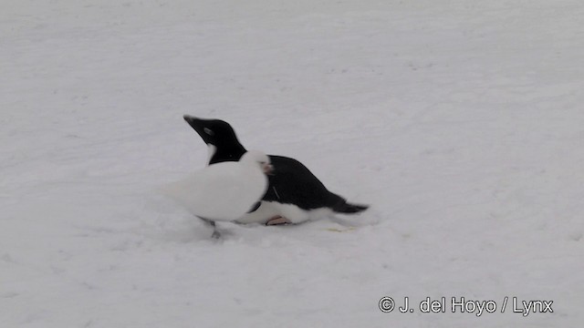 Pingüino de Adelia - ML201339511