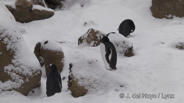Gentoo Penguin - ML201339521