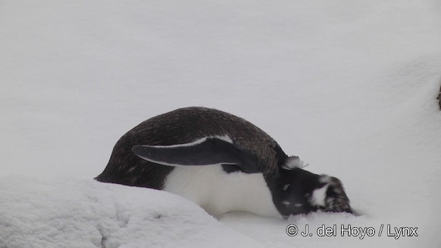 tučňák oslí - ML201339531
