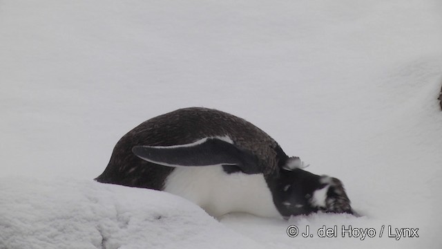 Pingüino Juanito - ML201339531