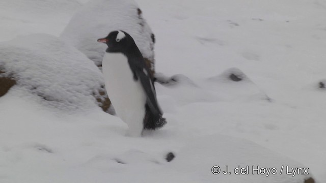 Pingüino Juanito - ML201339541