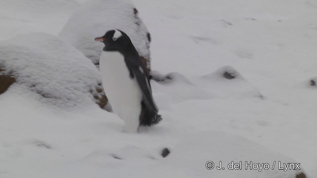 Eselspinguin - ML201339541