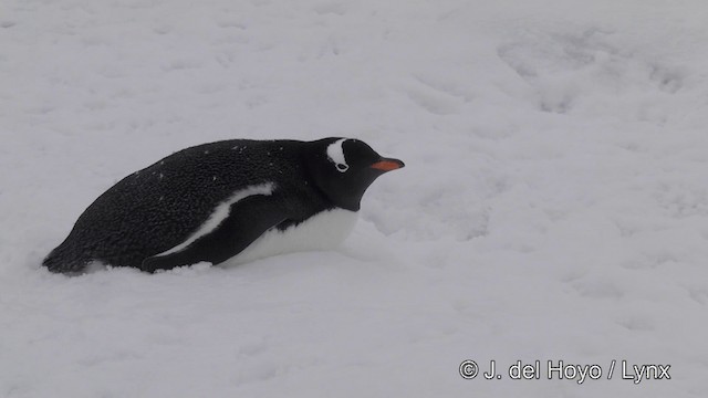 Pingüino Juanito - ML201339551