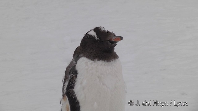 Gentoo Penguin - ML201339561