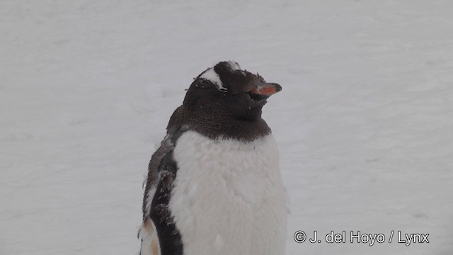 Eselspinguin - ML201339561