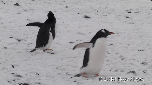 tučňák oslí - ML201339571