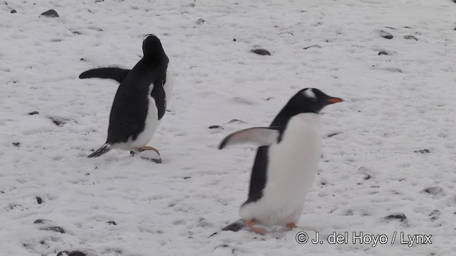 Gentoo Penguin - ML201339571