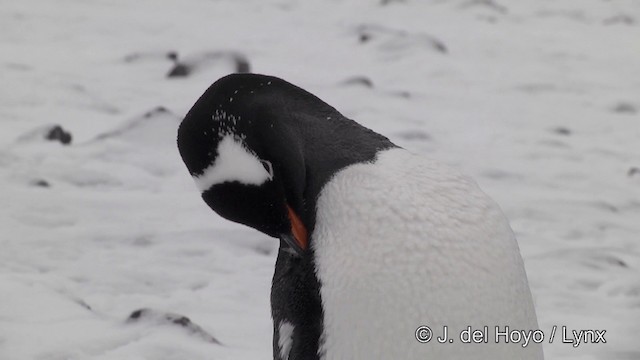 Pingüino Juanito - ML201339581