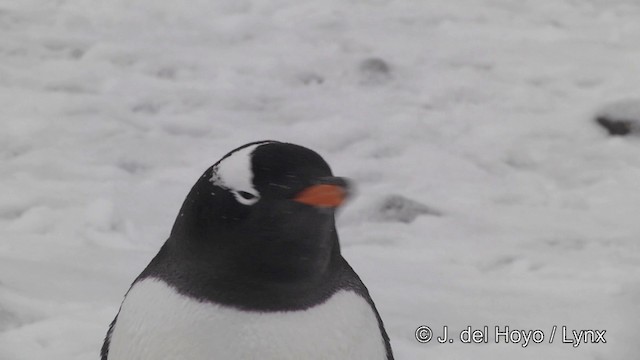 Pingüino Juanito - ML201339591