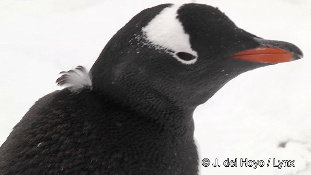 Пінгвін-шкіпер - ML201339601