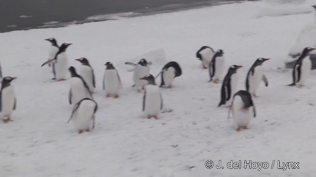 tučňák oslí - ML201339611