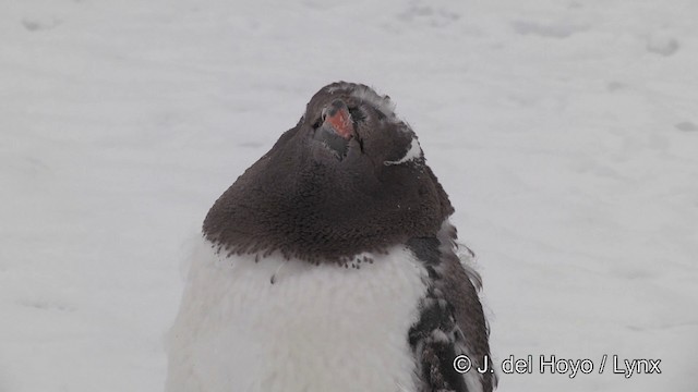 Gentoo Penguin - ML201339621