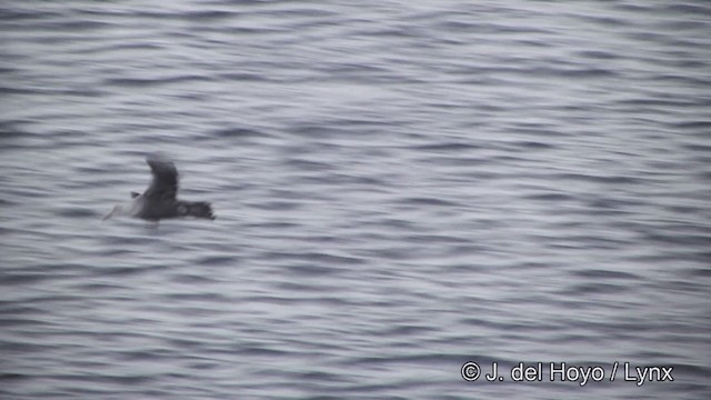 Southern Giant-Petrel - ML201339651