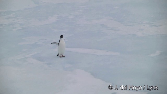 Adelie Penguin - ML201339671