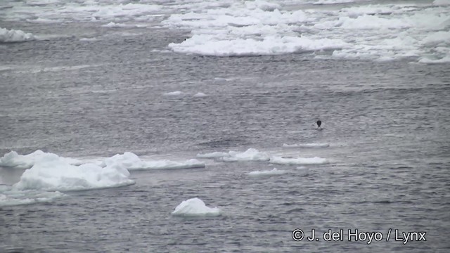 tučňák kroužkový - ML201339681