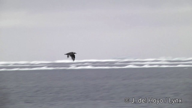 chaluha antarktická - ML201339691