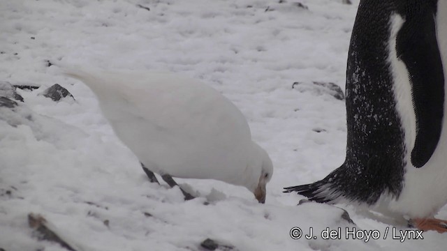 Snowy Sheathbill - ML201339701