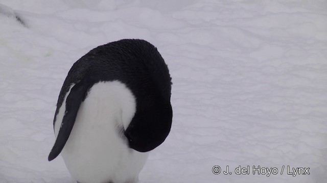 tučňák kroužkový - ML201339711