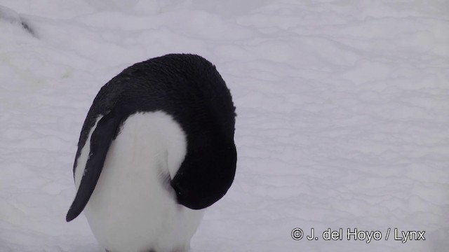 Adelie Penguin - ML201339711