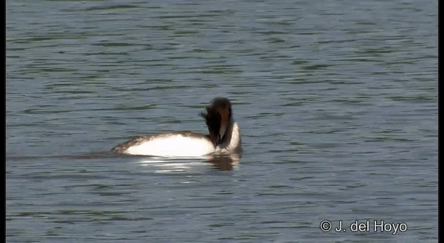 カンムリカイツブリ - ML201339771