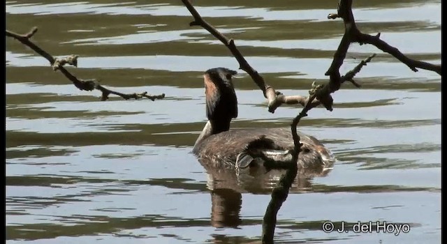 カンムリカイツブリ - ML201339791