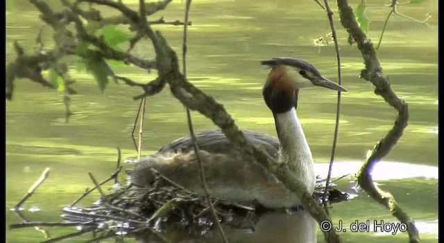 カンムリカイツブリ - ML201339801