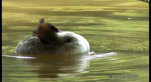 カンムリカイツブリ - ML201339821